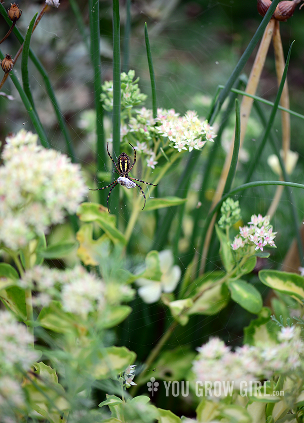 banded_argiopes2