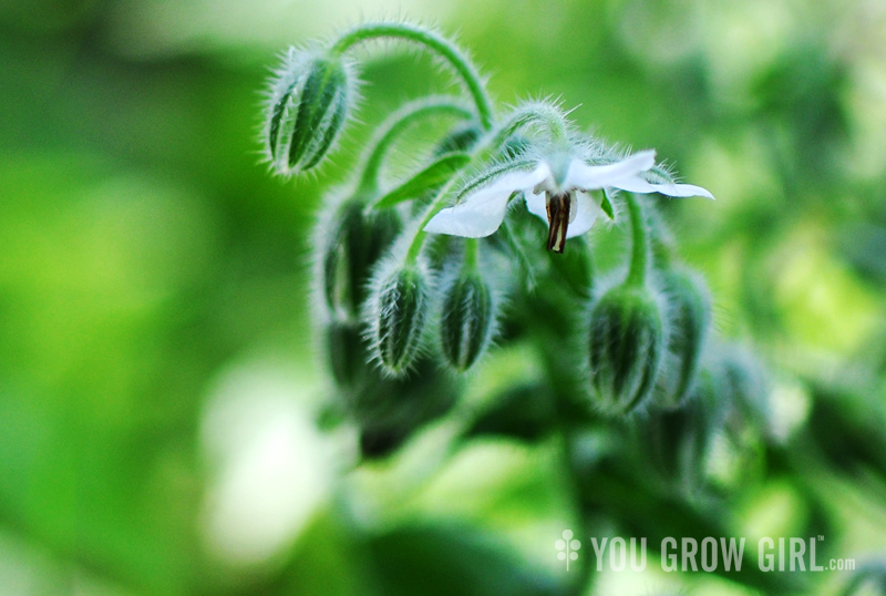 White Borage