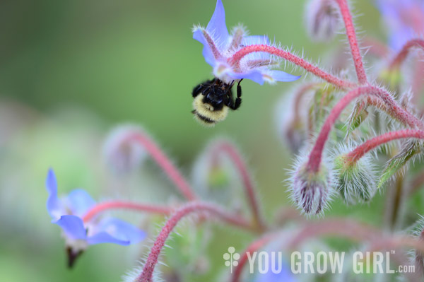 bumblebee_borage