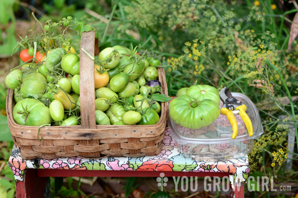 fall_tomatoes