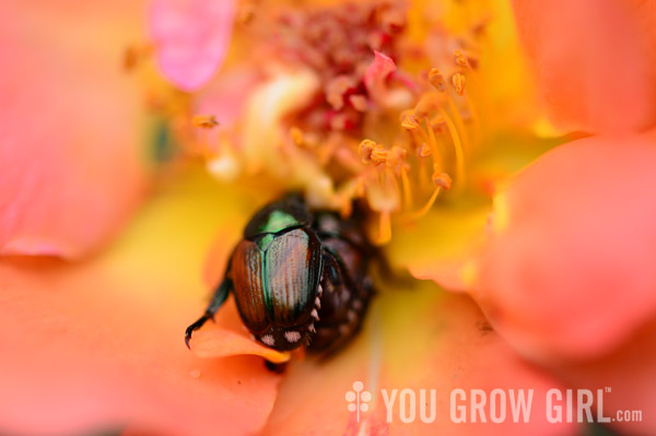 japanesebeetle