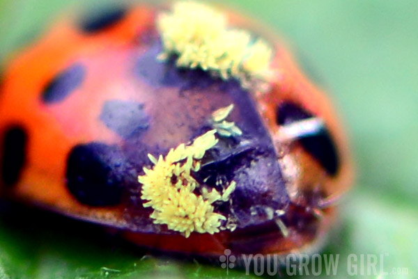 Parasitized Ladybug