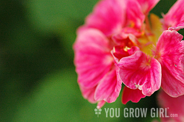 Cherries Jubilee' Nasturtium – You Grow Girl