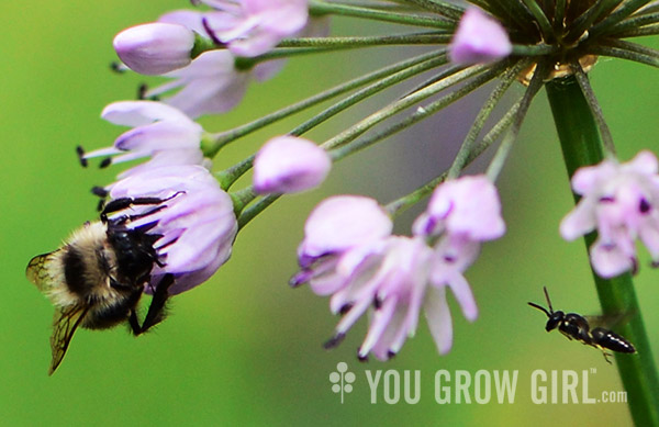 Nodding onion and pollinators