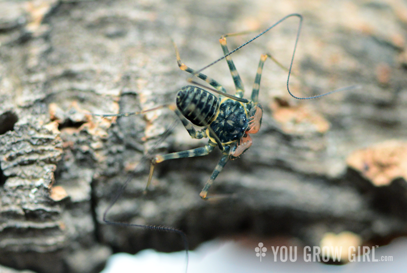 Phrynus barbadensis 3rd or 4th instar