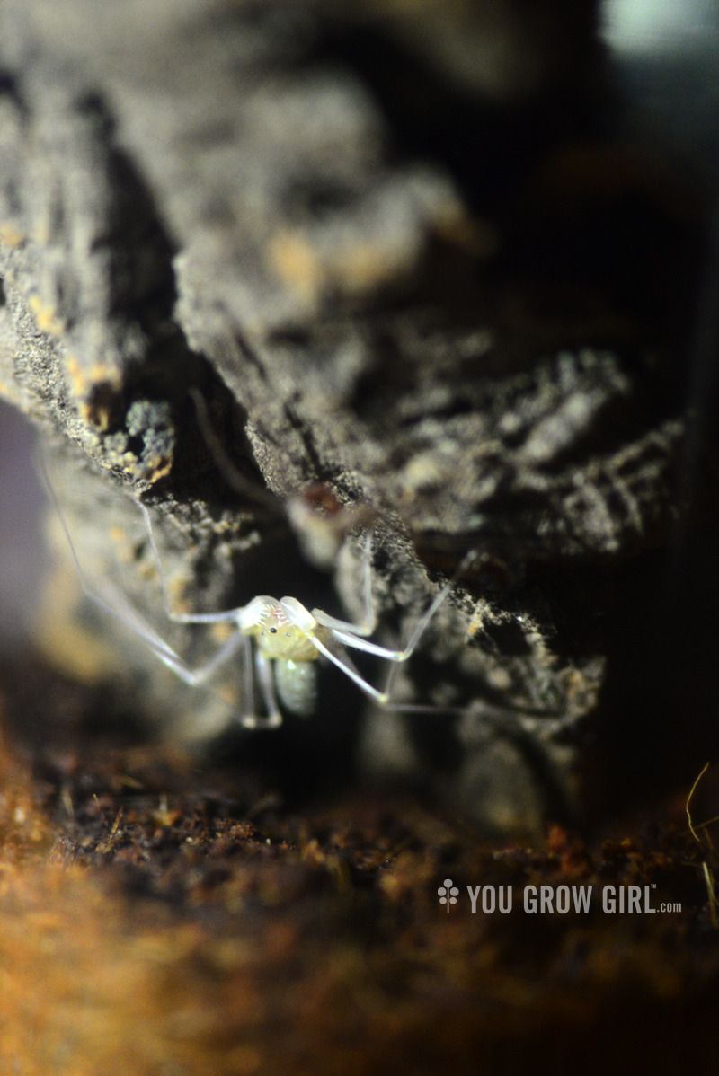 Phrynus barbadensis after moulting close up