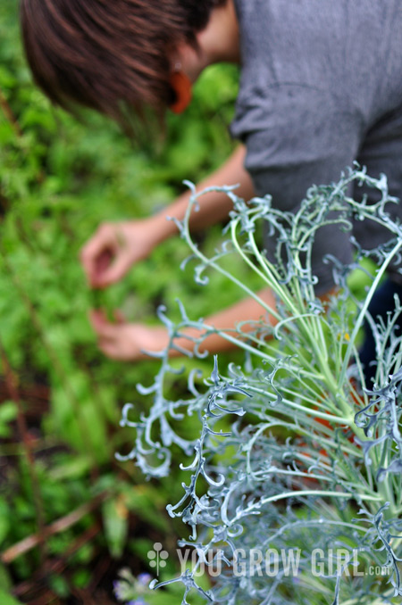 Wild Broccoli