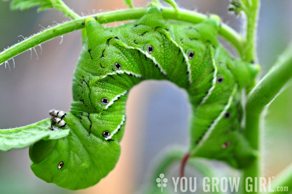 download tobacco hornworm caterpillar