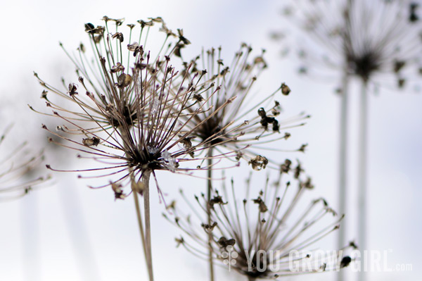 winter_allium