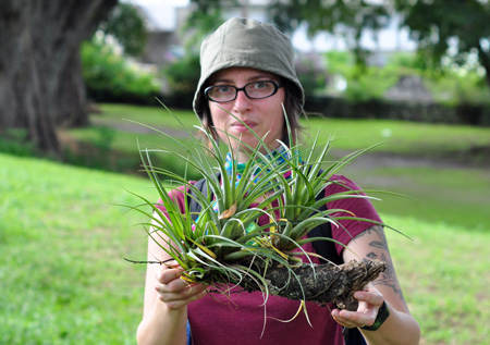 tillandsia_giant.jpg