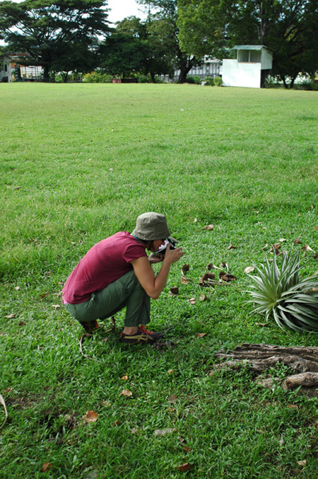 tillandsia_giant51.jpg