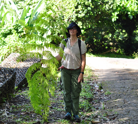 treefern_giant.jpg