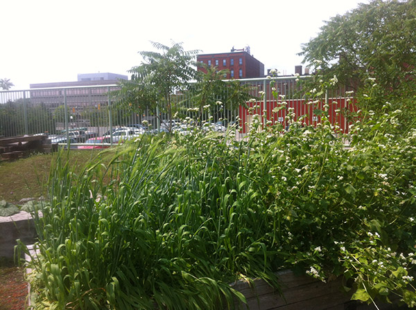 Peterborough Community Garden