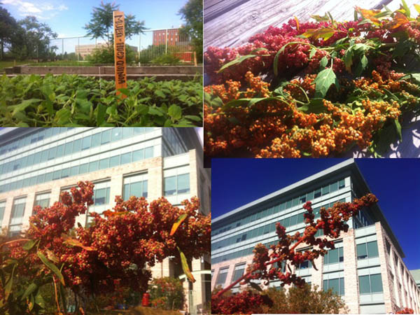 Peterborough Community Garden