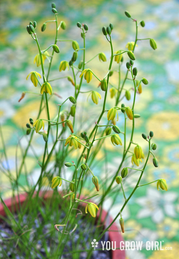 albuca2