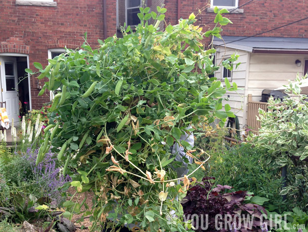 Davin holding all of the pea plants