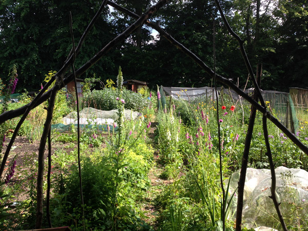 alysfowler_allotment