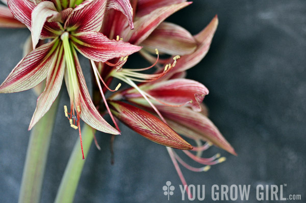 Amaryllis Rio Negro