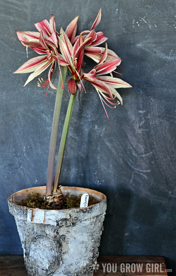 Amaryllis Rio Negro