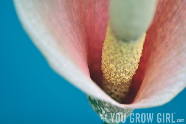 amorphophallus_bulbifer