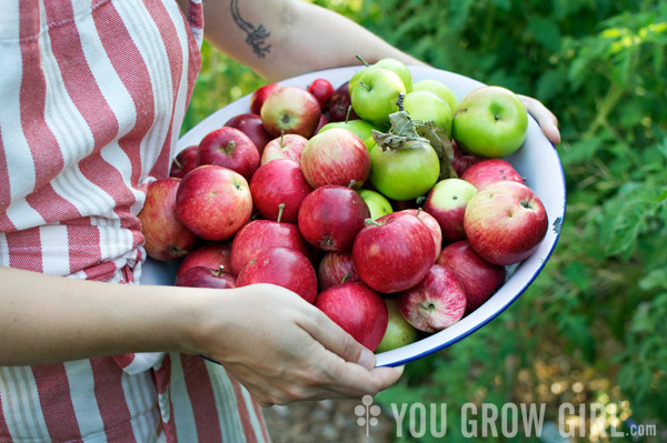 Apples Foraged by Gayla