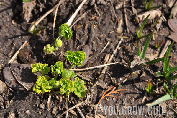 aquilegia_emerging'