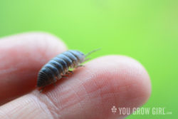 armadillidium vulgare