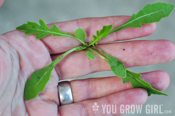 arugula selvetica