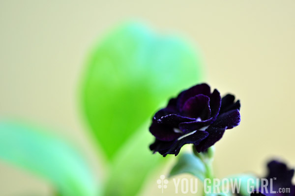 auricula_shalfordsdouble2