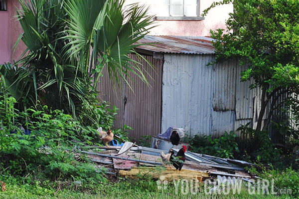 Barbados Chickens