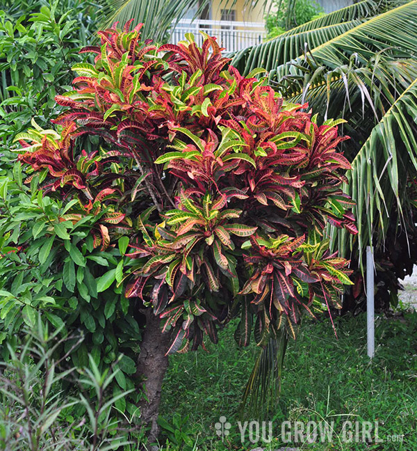 Barbados Croton