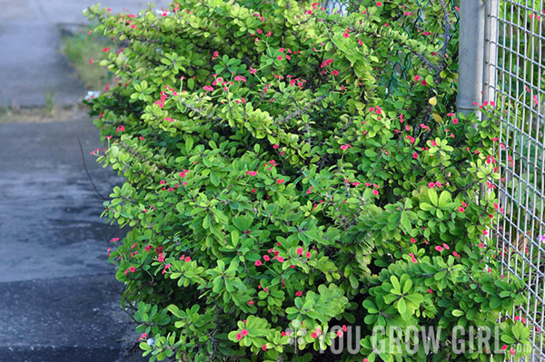 Barbados Crown of Thorns