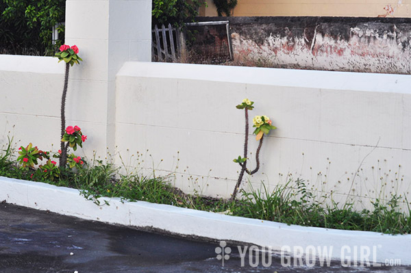 Barbados Crown of Thorns