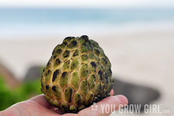 Barbados Custard Apple