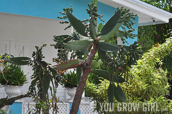 Barbados Opuntia and Euphorbia