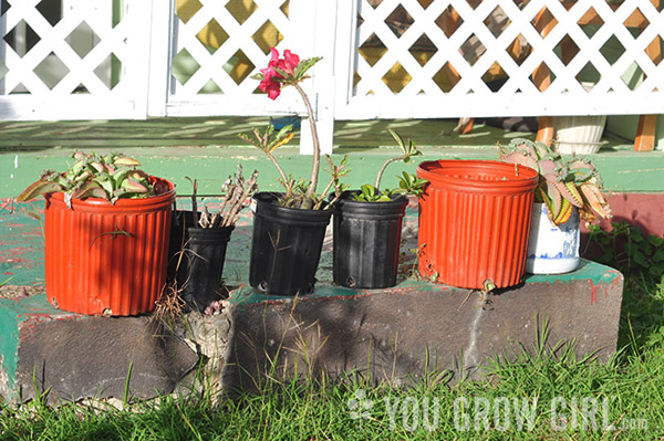 Barbados Succulents in Pots