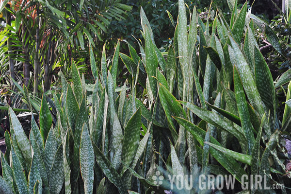 Barbados Sanseveria