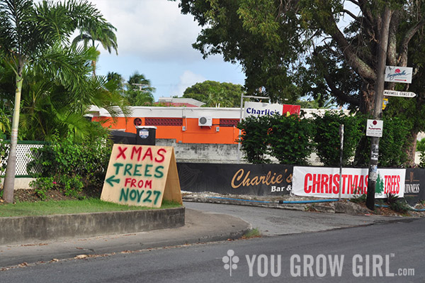 barbados2_xmastrees