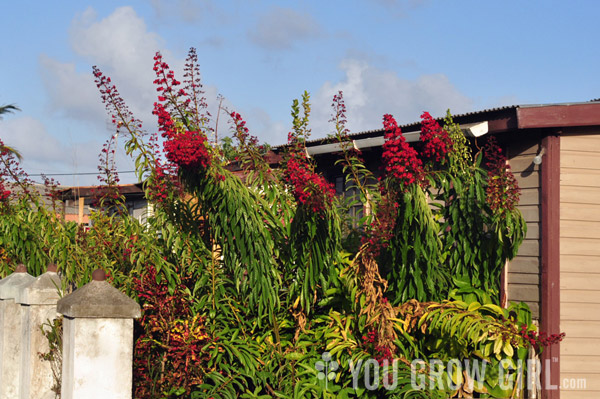 barbados4_clerodendron