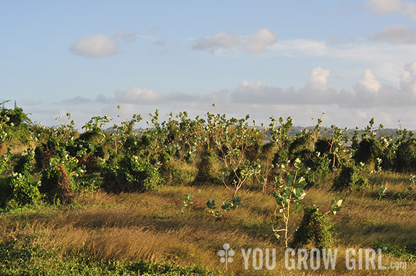 barbados4_giantmilkweed