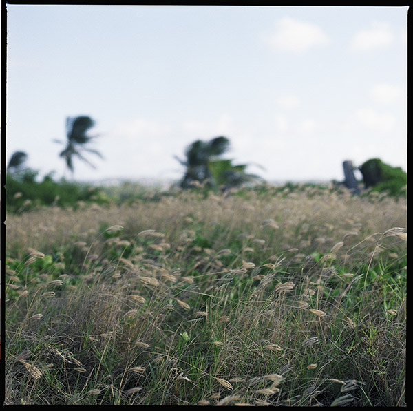 barbados4_grasses