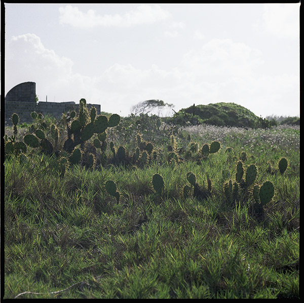 barbados4_opuntia