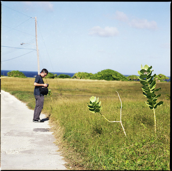 barbados_gmilkweed4