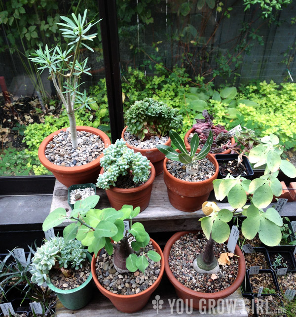 Caudiciforms in Barry Parker's Greenhouse