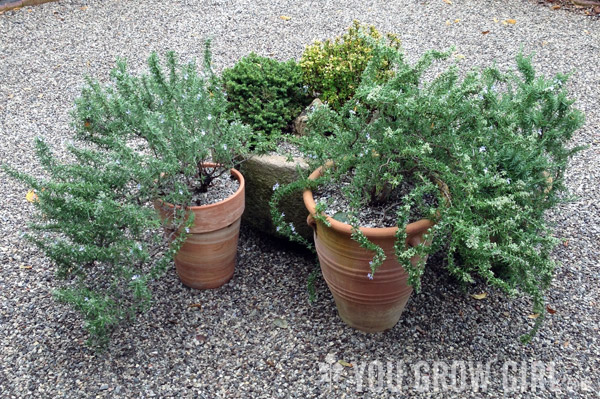 Rosemary in Pots