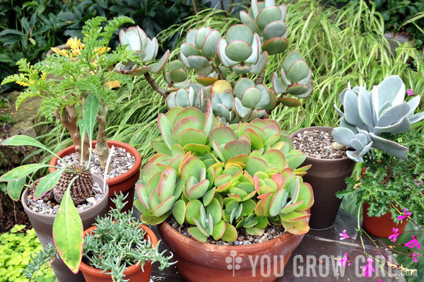 South African plants in Pots