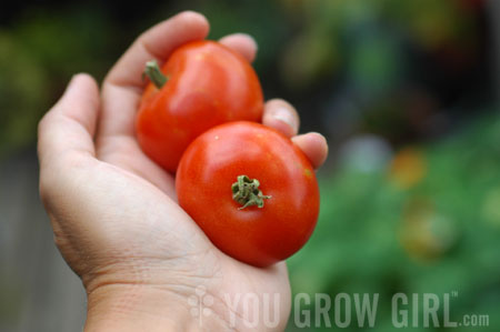 Beaverlodge Slicer - Heirloom Tomato Seeds