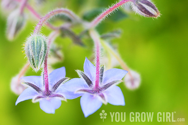 borage_chartreuseanisehyssop2