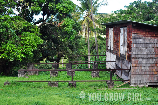 cacao_drying