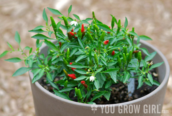 Chinese Ornamental hot pepper